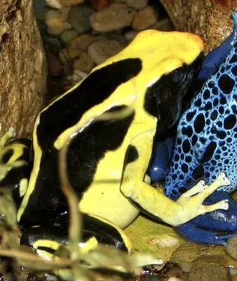 Синий Древолазы Dendrobates Azureus. Красивый Тропический И Ядовитый Amazon  Тропические Леса Животных Фотография, картинки, изображения и  сток-фотография без роялти. Image 42958432