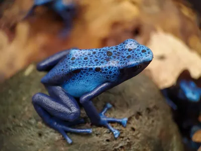 Blue dart frog - Florariumplants