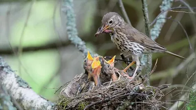 ᐈ Птица Дрозд: [фото и описание] самец и самка, как выглядят дрозды, виды,  голос