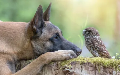 Невероятная дружба животных, доказывающая, что мир наш не так уж плох