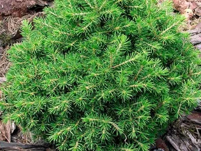 Ель обыкновенная, европейская (Picea abies, excelsa)