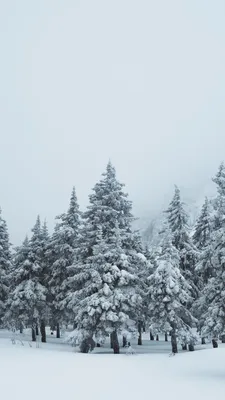 Картинки Новый год ели Зима Природа Новогодняя ёлка Снег 2560x1920