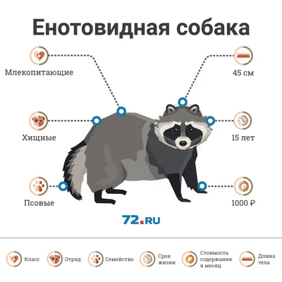 В Тверской области под Торжком найдена бешеная енотовидная собака - Газета  Вся Тверь