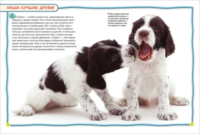Энциклопедия для детей - Собаки и щенки, 100 фактов от Росмэн, 28109ros -  купить в интернет-магазине ToyWay.Ru