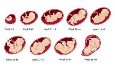 Развитие плода по неделям беременности: календарь
