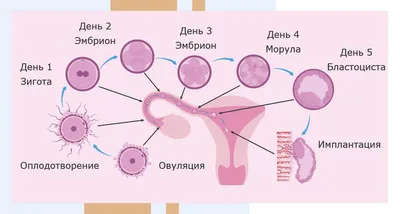 Этапы развития эмбриона человека Векторное изображение ©AlexanderPokusay  104683136