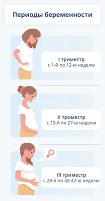 Эмбриональное развитие человека