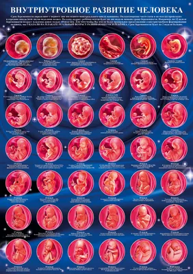 этапы развития эмбриона человека PNG , тело, роды, Человек PNG картинки и  пнг рисунок для бесплатной загрузки