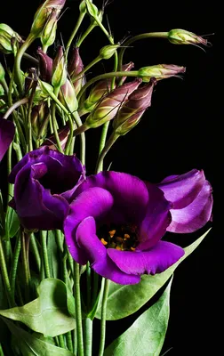 Эустома фиолетовая в Полевском - Купить с доставкой от 350 руб. |  Интернет-магазин «Люблю цветы»