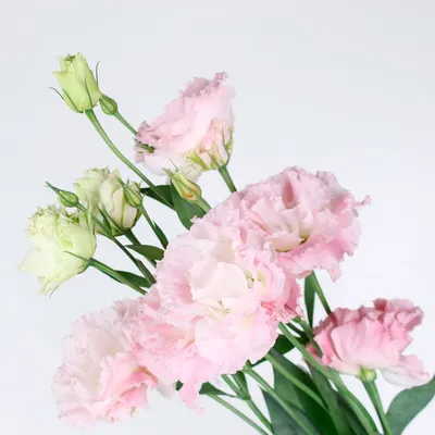 Эустома розовая в Перми - Купить с доставкой по цене 200 руб. | Эустома  розовая в интернет-магазине Ultra Flowers