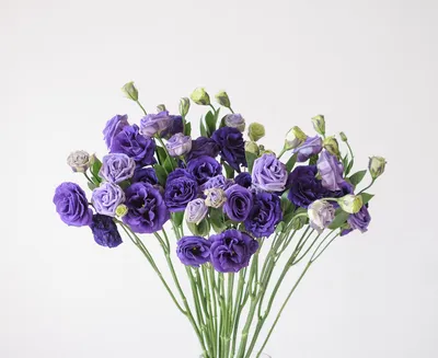 Eustoma - Wonderland Botanicals | Lisianthus flowers, Calyx flowers, Most  beautiful flowers