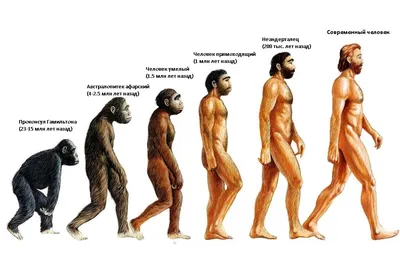 Эволюция человека | Первый познавательный | Дзен