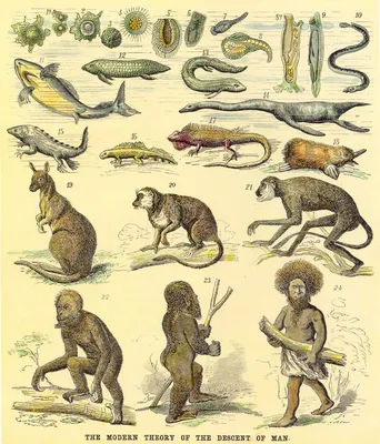 Эволюция животных в картинках фотографии