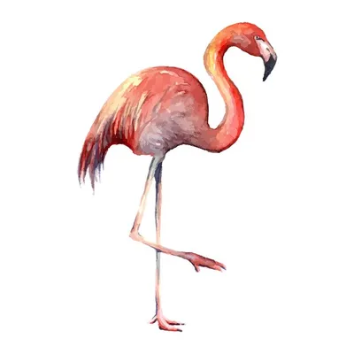 Фламинго рисунок | Фламинго, Рисунок, Уроки акварельной живописи