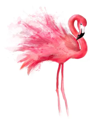 нарисованный розовый фламинго, стоящий в воде, окрашенном в зелёные листья.  красочные краски изображение природы. конструкция Иллюстрация штока -  иллюстрации насчитывающей картина, знамена: 273764864