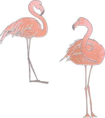 милый рисунок фламинго, картинка фламинго нарисовать, фламинго, птица фон  картинки и Фото для бесплатной загрузки