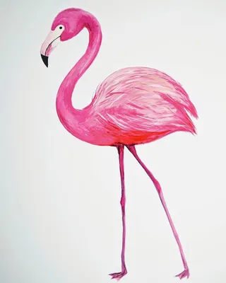 Фламинго картинки нарисованные фотографии