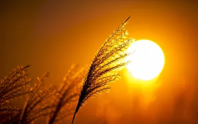Яркое солнце отраженное в спокойной воде на заходе солнца Стоковое  Изображение - изображение насчитывающей калифорния, бобра: 130153399