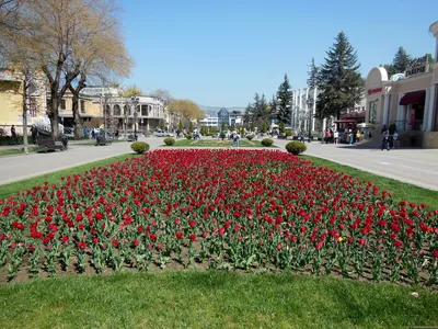 Какой Кисловодск весной. Что посмотреть в марте, апреле, мае — отзывы и  фото от туристов | Туристер.Ру | Дзен