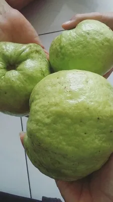 Экзотический фрукт - Гуава. Как её едят | 2X2TRIP | Дзен