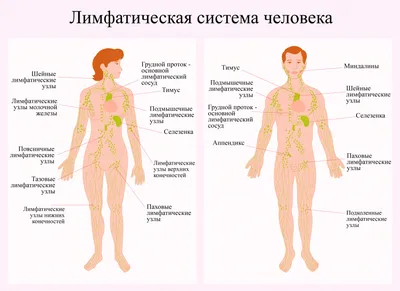 Лимфома: симптомы, признаки, лечение, прогноз