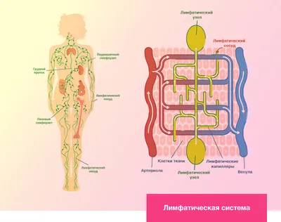 Что нужно знать о лимфомах