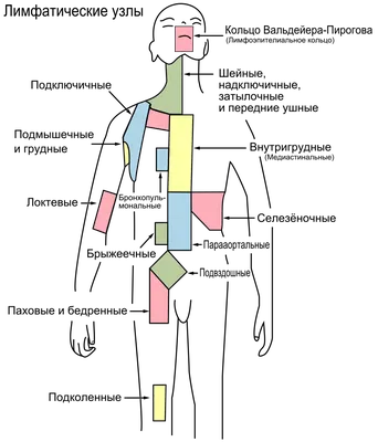 Файл:Lymph node regions-ru.svg — Википедия
