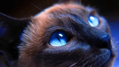 Интересные факты о кошачьем зрении - Статьи о кошках