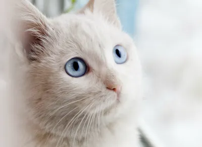 Магазин Кот и Пес - 👀 Как видят кошки. Глаза кошки велики по сравнению с  размерами черепа. Они расположены так, что их поля зрения накладываются  одно на другое, давая стереоскопическое изображение -