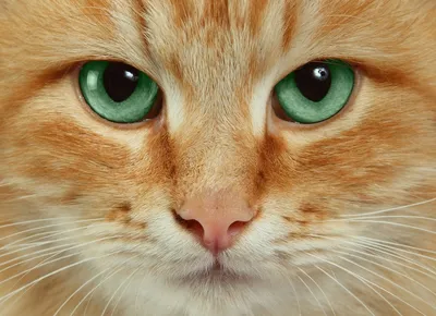Глаза кошки» — создано в Шедевруме