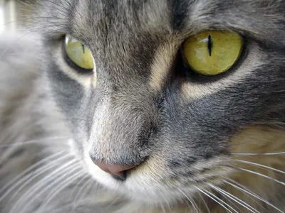 Cat Care Community - Что говорят глаза кошки? Светящиеся ночью, мерцающие  днем, загадочные и лукавые, самых разных оттенков,-все это глаза вашей кошки.  Загляните в них на секунду – и вы многое прочтете