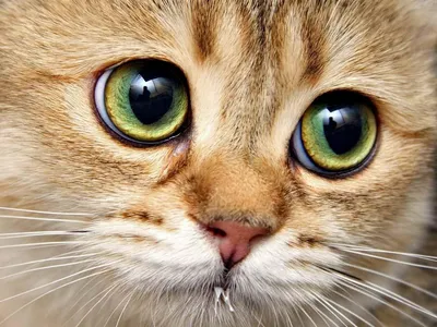 Как и чем протирать глаза кошке? | Ветеринарная клиника «ВетЭксперт»
