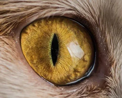 Что цвет глаз может сказать о вашей кошке - Питомцы Mail.ru