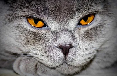 Закрытые и выразительные глаза кошки Стоковое Изображение - изображение  насчитывающей глаза, симпатично: 157541229