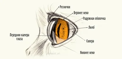 Макросъемка кошачьих глаз | ВЕСЬ МИР В ФОТОГРАФИЯХ | Olho de gatinho,  Fotografia de gato, Olhos