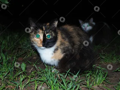 Блефарит у кошек: симптомы и лечение, фото