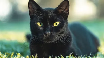 Чем промыть глаза у кошки при обычном загрязнении, и как быть при наличии  гнойных выделений?