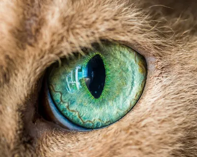 Глаза кошки просто космос | Пикабу
