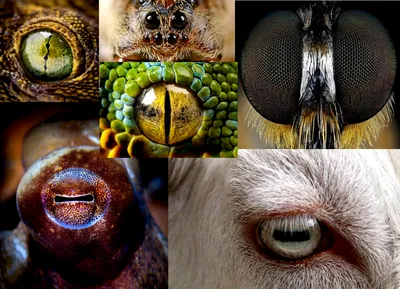 Необычные глаза животных. | ВКонтакте
