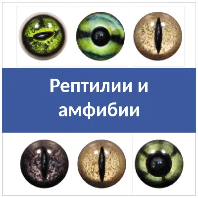 Глаза животных PNG , Свирепые глаза, глаза, глаз PNG картинки и пнг PSD  рисунок для бесплатной загрузки