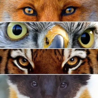 Как же устроен глаз животных?