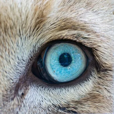 Фотография кошка Глаза вблизи Животные 640x960