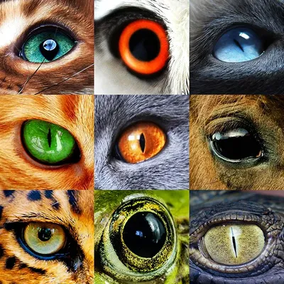 глаза человека и животных. большой глаз с раскрашенными красочными ирисами  и темно-тонким щенком Иллюстрация штока - иллюстрации насчитывающей  глаукома, иностранец: 264967925