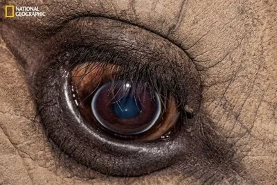 Создана программа, которая позволяет посмотреть на мир глазами животных —  Ferra.ru