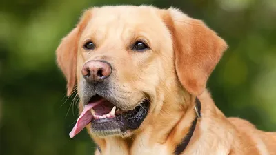 Увеит у собаки | Лечение, симптомы | Клиника Zoo-Vision Спб