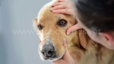 Что делать если у собаки красные белки глаз? | Ветеринария | статьи о  домашних животных | Дзен