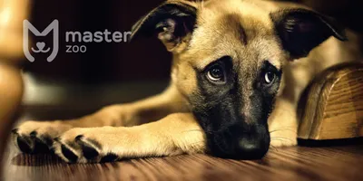 Глисты у собак: причины, симптомы, лечение, профилактика в домашних условиях