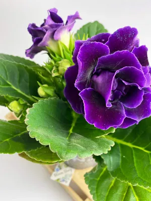 Глоксиния (Синнингия) лиловая махровая купить в Москве с доставкой |  Магазин растений Bloom Story (Блум Стори)