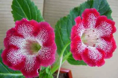 Домашний цветок Глоксиния купить недорого в Краснодаре