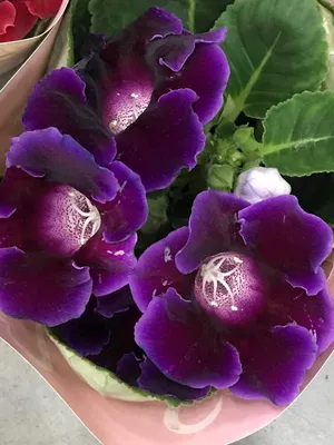 Глоксиния (Синнингия) фиолетовая купить в Москве с доставкой | Магазин  растений Bloom Story (Блум Стори)